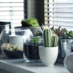 Diese Zimmerpflanzen sind besonders pflegeleicht