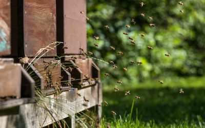 Bienengarten anlegen: Welche Pflanzen wirklich nützlich für Bienen und Insekten sind