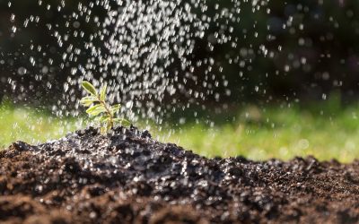 Regenwassernutzung im Garten: Nachhaltige Bewässerung für Frühling und Sommer