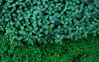 Wetterfeste Kunstpflanzen für den Garten