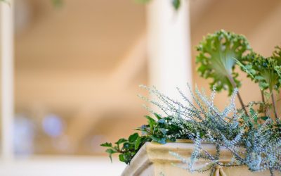 Mediterranes Flair erobert heimische Gärten: Olivenbäume, Terrakotta und Sandtöne setzen 2025 Akzente
