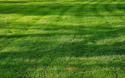 Meadowscaping gewinnt an Boden: Wiesen statt Rasen prägen den Gartentrend 2025