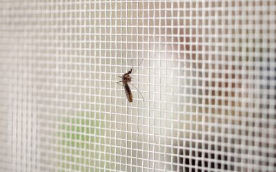 Fliegengitter für Fenster – zuverlässiger Schutz und moderne Wohnqualität