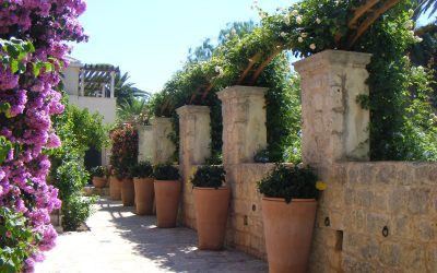 Mediterranes Flair im heimischen Garten