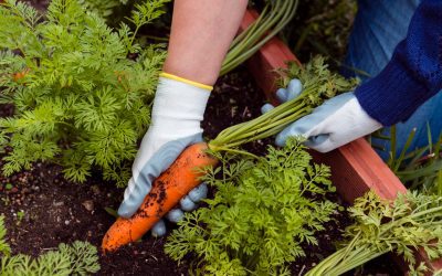 Selbstversorgergarten – Gemüse, Kräuter und Beeren aus eigener Hand